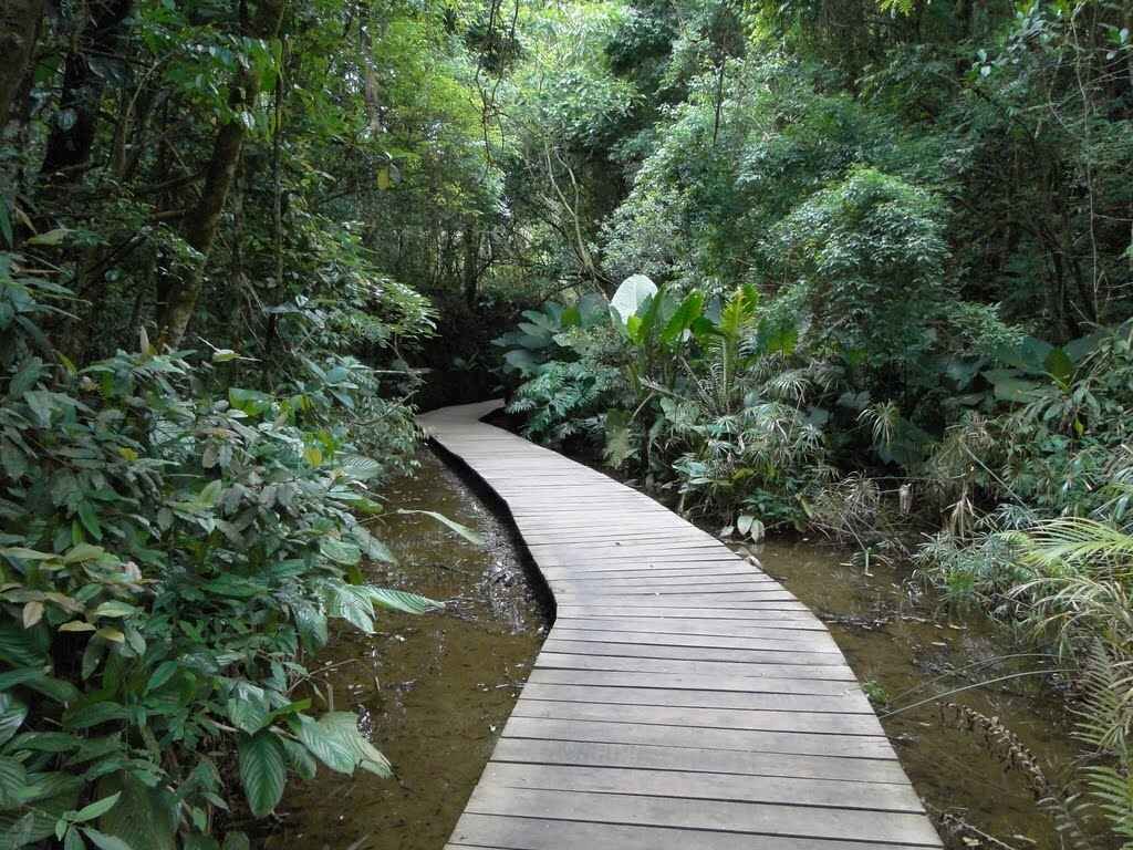 Universidade Livre do Meio Ambiente em Curitiba - Trilha